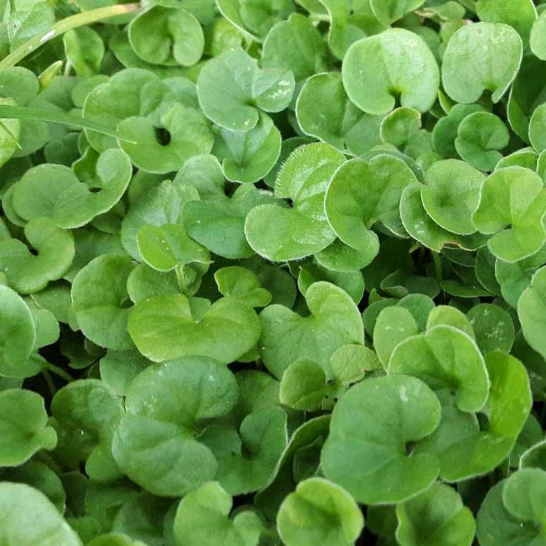 planting dichondra seeds Dichondra Plant Seeds – Heirloom, Non-GMO, Lush Ground Cover for Garde – Neeraseeds