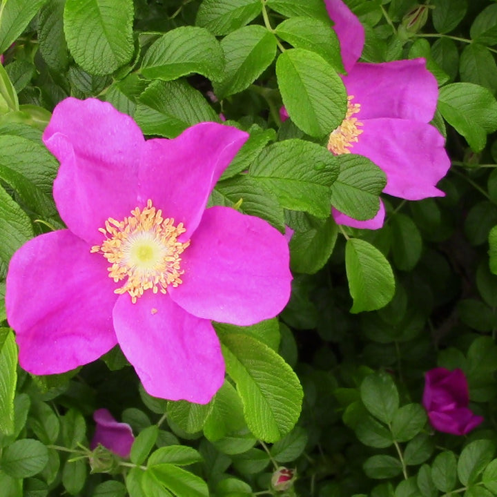 Rugosa Fragrant Rose Heirloom Non-GMO Seeds for Planting