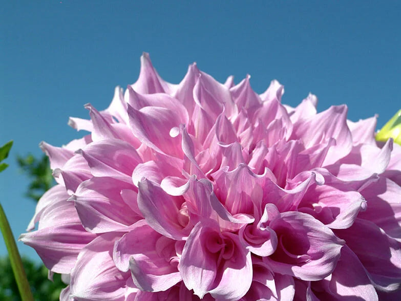Dahlia Swan Island Seeds – Organic, Heirloom, Non-GMO Flower Seeds for Planting