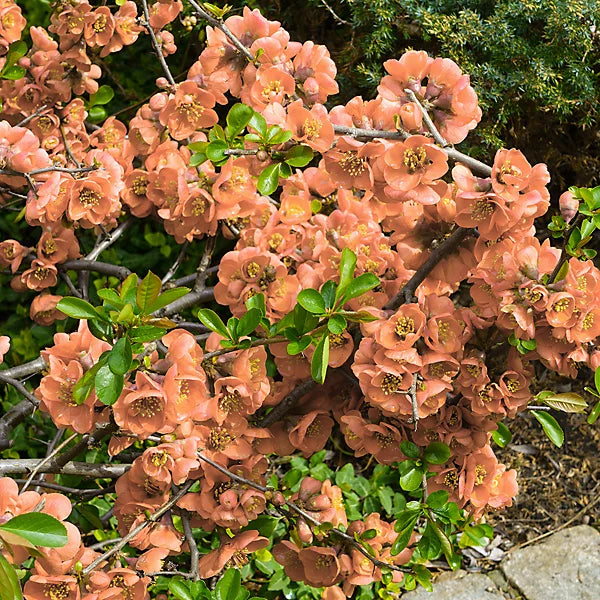 Orange Chaenomeles blomsterfrø til plantning - 100 stk