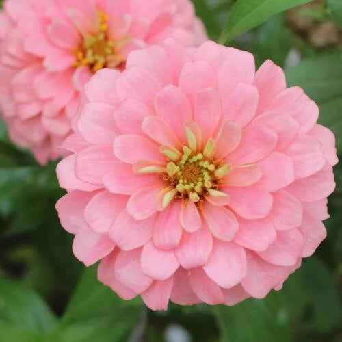 Pastel Mix Zinnia Blomsterfrø til udplantning-100 stk