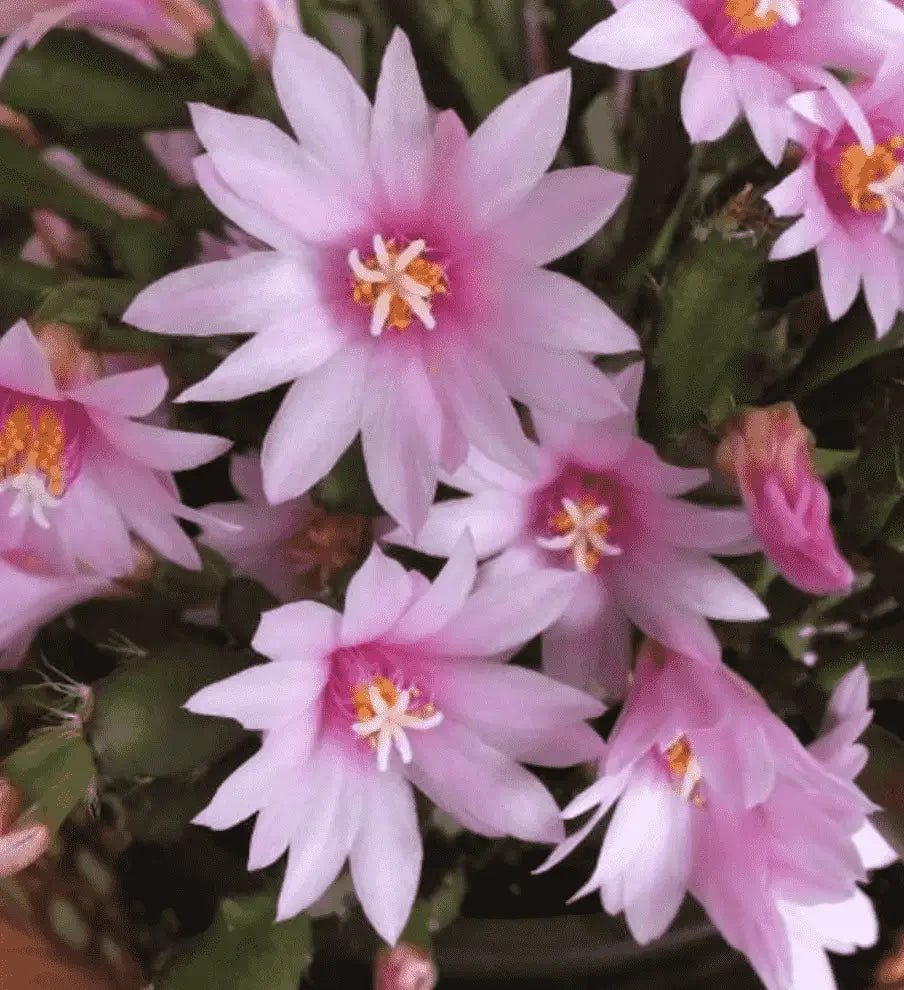 Heirloom Non-GMO Hatiora Flower Seeds for Garden Planting – Unique Cactus Blooms for Indoors or Outdoors