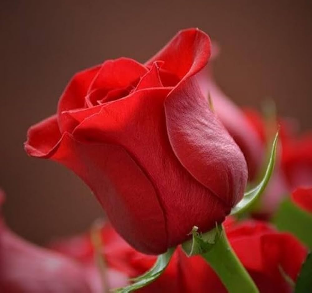 Full Red Rose Flower Seeds for Planting - 100 pcs