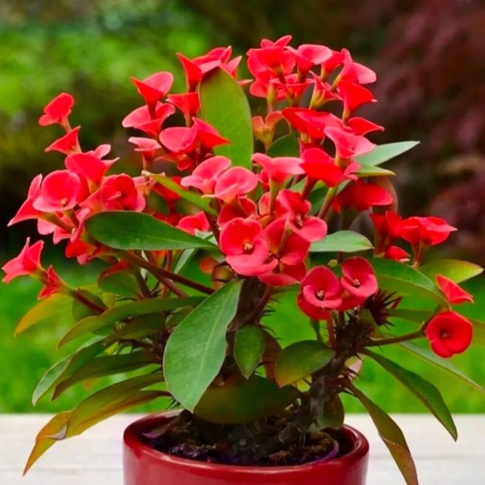 Heirloom Red Euphorbia Milii Flower Seeds for Planting – Non-GMO, Organic Garden Seeds