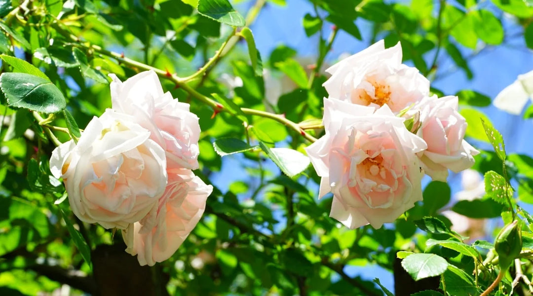 Pink Dawn Rose Blomsterfrø til udplantning - 100 stk