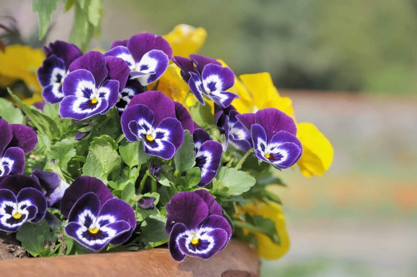 Violet stedmoderblomst frø til plantning - 100 stk