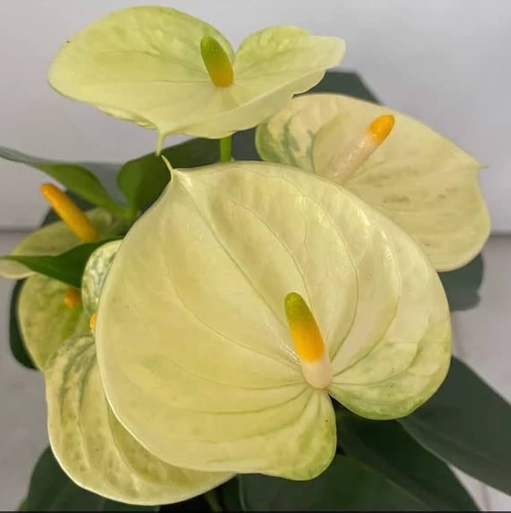 Anthurium Blomsterfrø Lysegule til udplantning - 100 stk