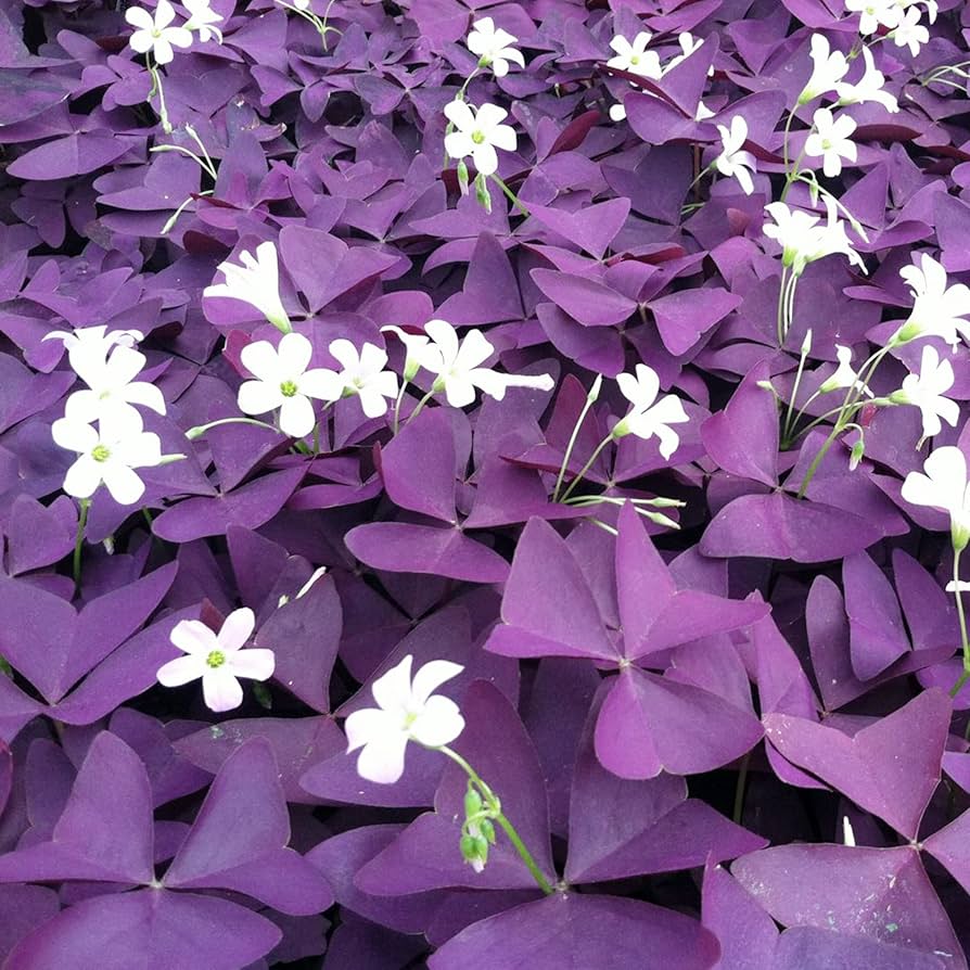 Oxalis Triangularis Flower Seeds for Planting, 100 pcs