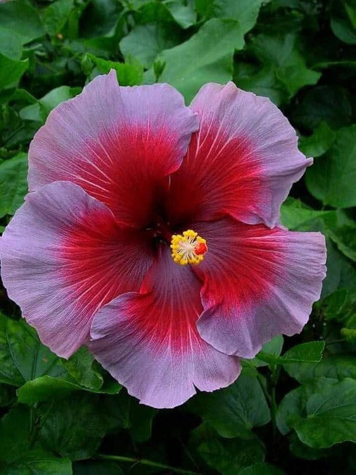 Ash Red Hibiscus Flower Seeds for Planting - 100 pcs