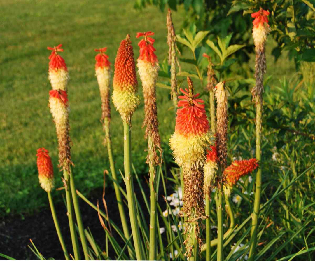 Heirloom Non-GMO Red Yellow Kniphofia Flower Seeds – Vibrant Torch-Lily Seeds for Planting