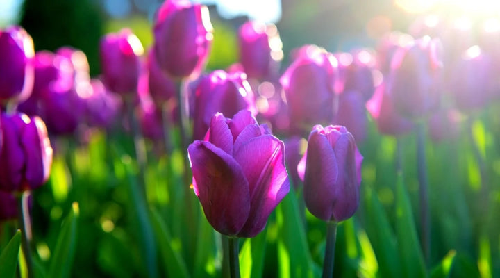 Violet Tulip Seeds for Planting - 100 pcs