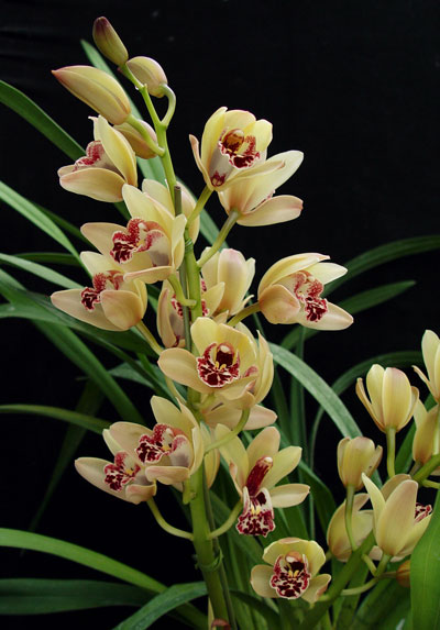 Creme Cymbidium blomsterfrø til plantning - 100 stk