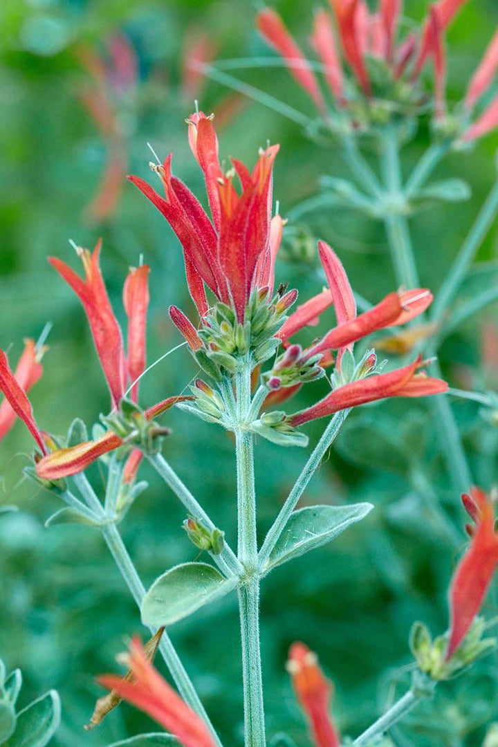 Hummingbird Flower Seeds – Heirloom, Non-GMO, Nectar-Rich Blooms to Attract Pollinators in Garden Planting