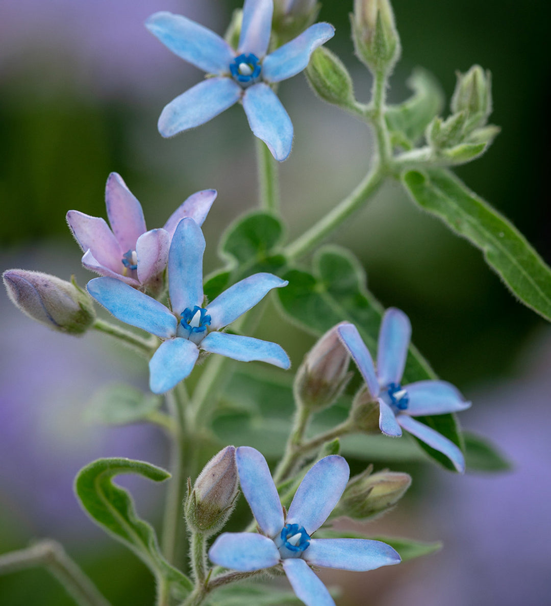 tweedia flower seeds Rare Tweedia Flower Seeds – Heirloom, Non-GMO Seeds for Unique Blue Garden Blooms