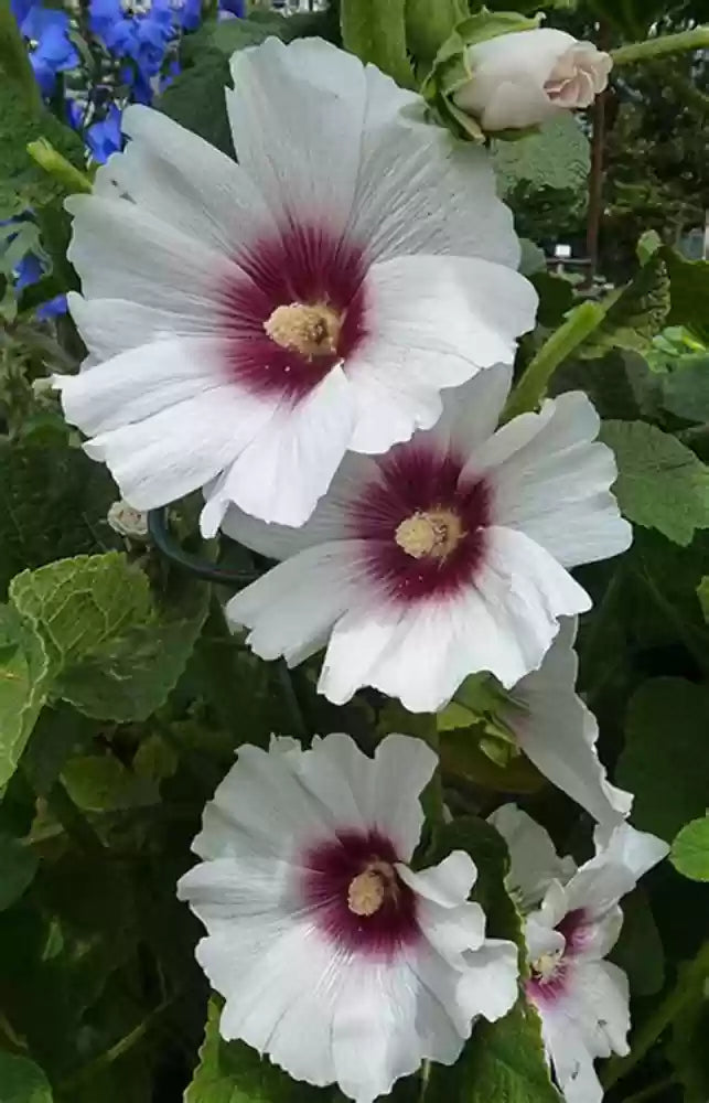 Futaba Alcea Rosea blomsterfrø til plantning - Pink og gul - 100 stk.