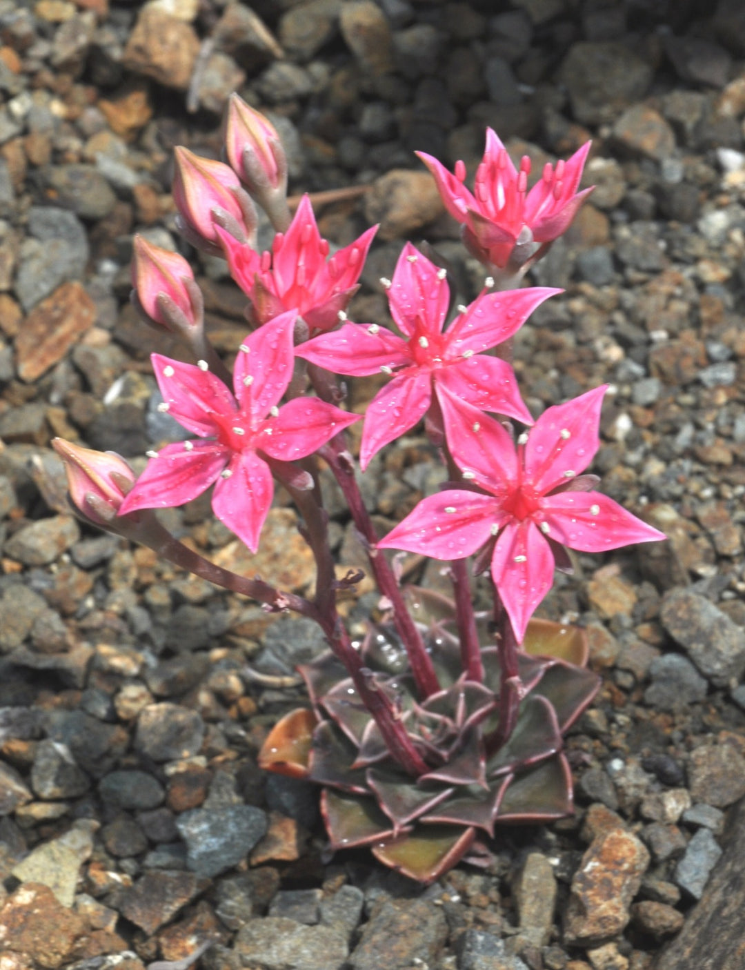 Graptopetalum Bellum Blomsterfrø til udplantning - 100 stk