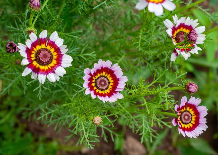 White Red Chrysanthemum Flower Seeds for Planting - 100 pcs