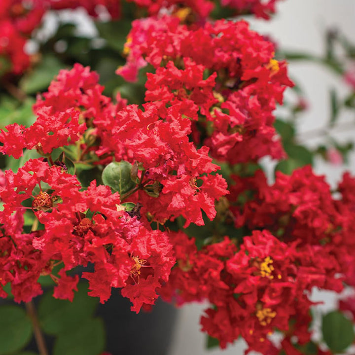 Lagerstroemia Flower Seeds – Heirloom Non-GMO Crape Myrtle Seeds for Colorful Garden Blossoms