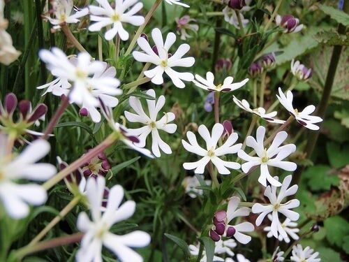 White Zaluzianskya Flower Seeds for Planting - 100 pcs