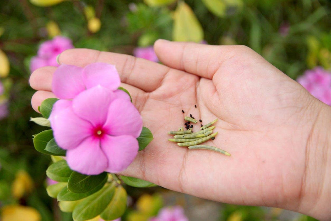 Periwinkle lyserøde blomsterfrø til plantning - 100 stk