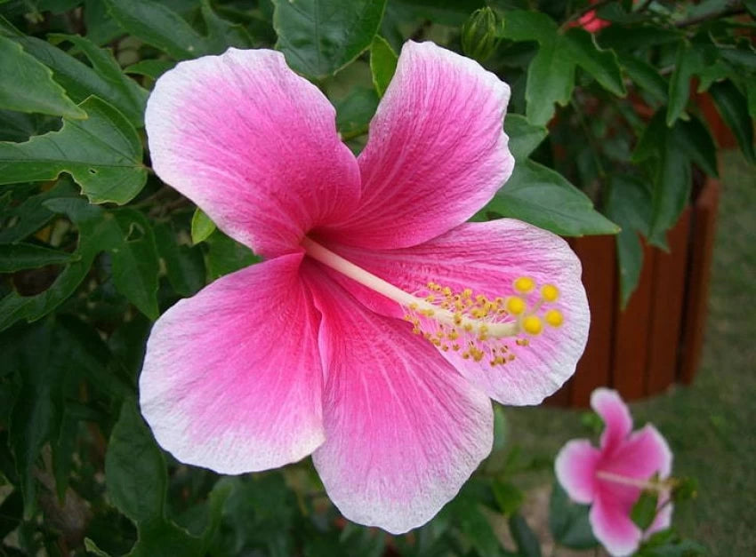 Pink White Hibiscus frø til udplantning, 100 stk