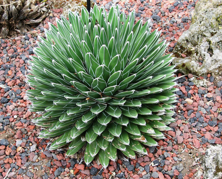 Agave Victoriae plantefrø til plantning, arvestykke, ikke-GMO, 100 stk.