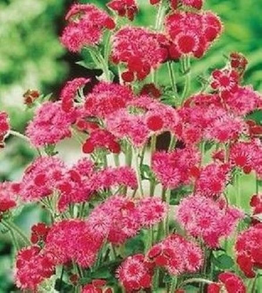 Red Ageratum Flower Seeds for Planting - Heirloom & Non-GMO garden seeds