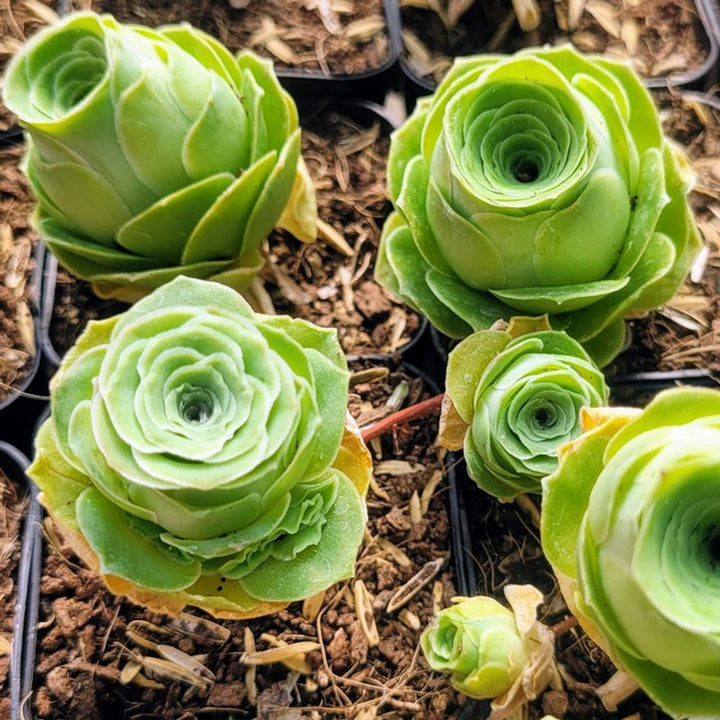 Aamish Sukkulente Blomsterfrø til Plantning 100 stk