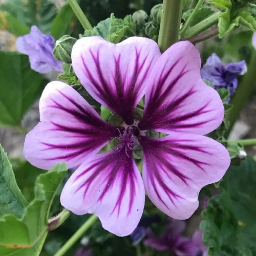 Organic Casa Malva Flower Seeds for Planting – Heirloom, Non-GMO