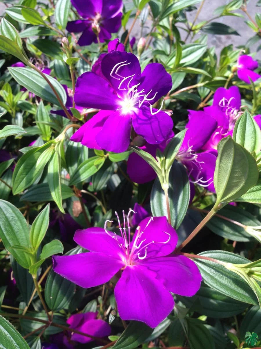 Purple Tibouchina Flower Seeds for Planting - 100 pcs