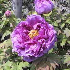 Purple Paeonia Suffruticosa Flower Seeds for Planting - 100 pcs