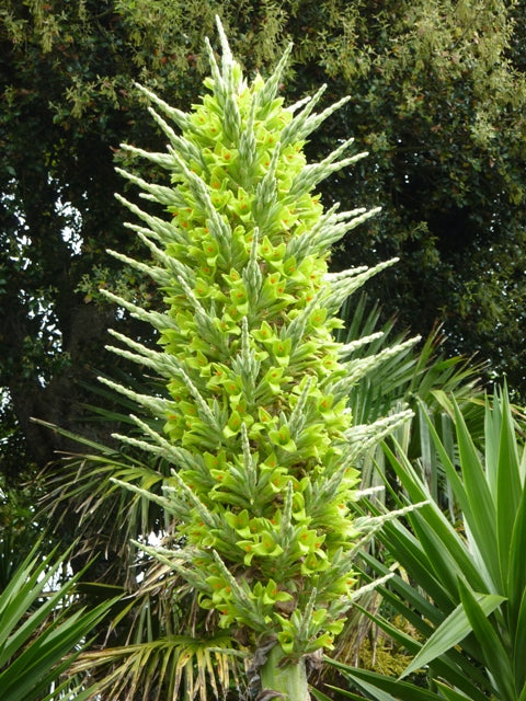 Heirloom Non-GMO Puya Plant Seeds – Exotic Flower Seeds for Garden Planting