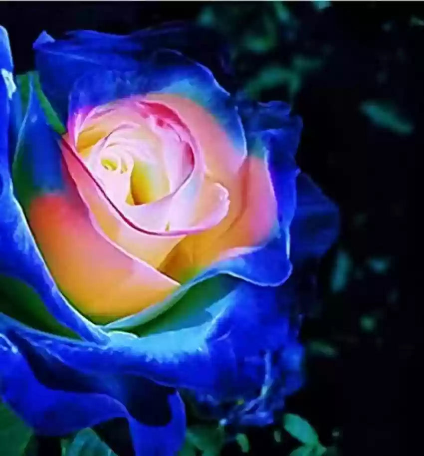 Blue Cream Rose Flower Seeds for Planting, 100 pcs