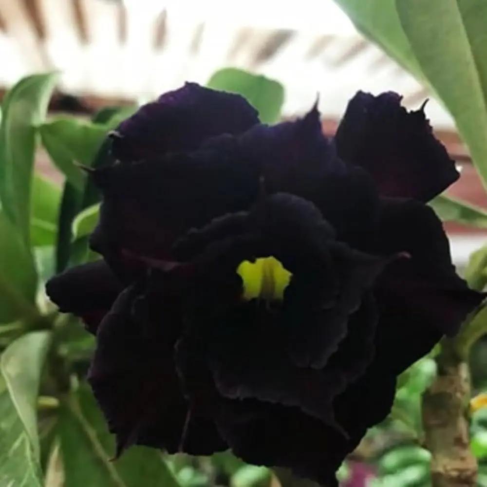 black heirloom flower seeds