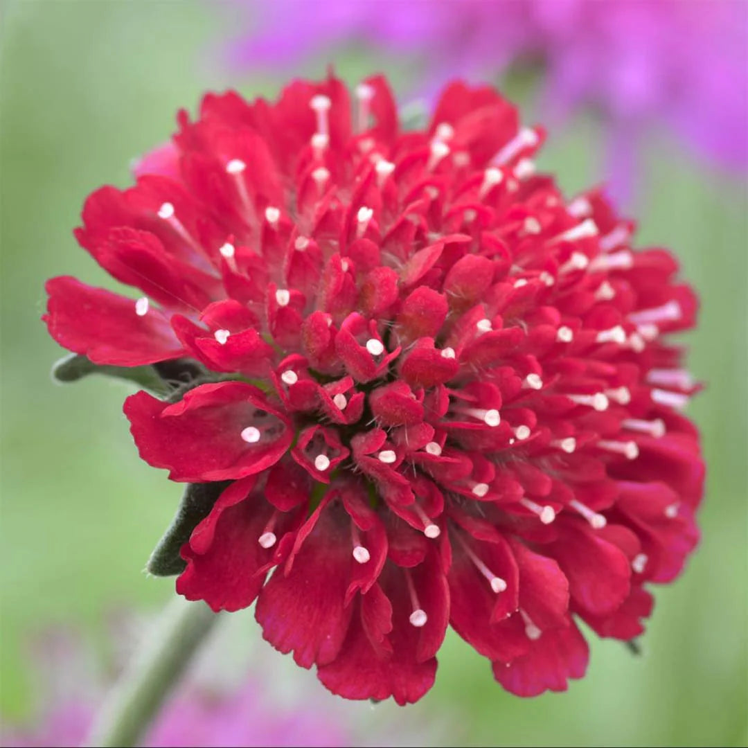 red macedonica flower seeds