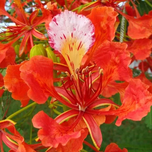 organic flamboyant flower seeds