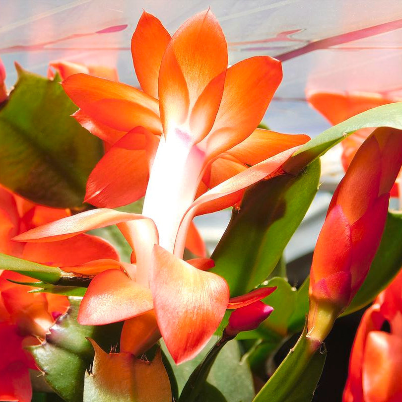 orange organic flower seeds