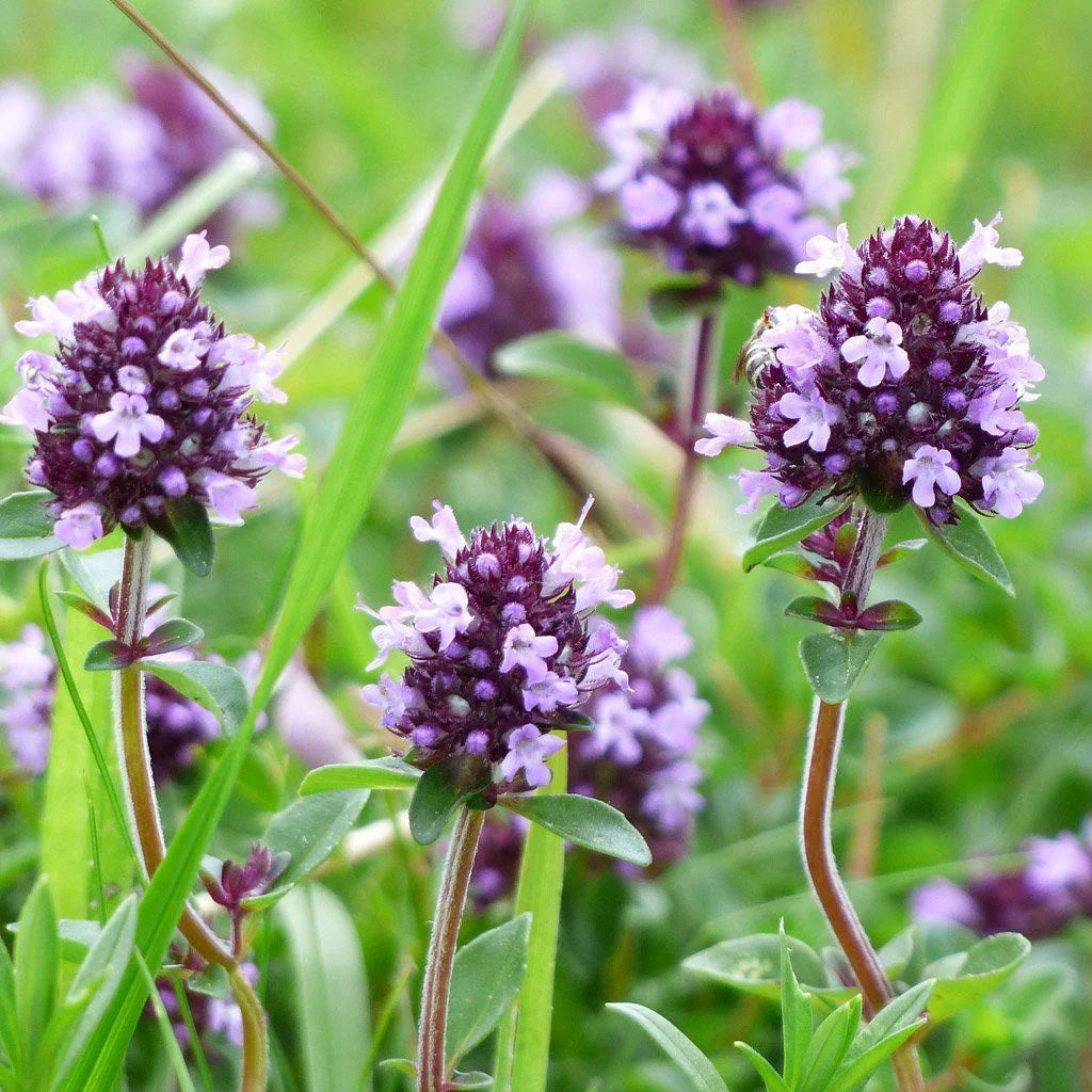 violet serpyllum flower seeds