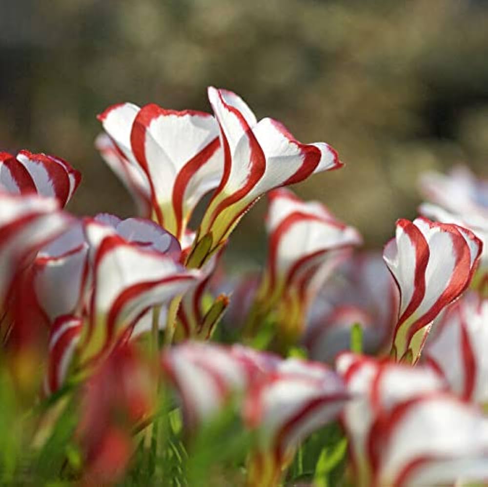 red white flower seeds