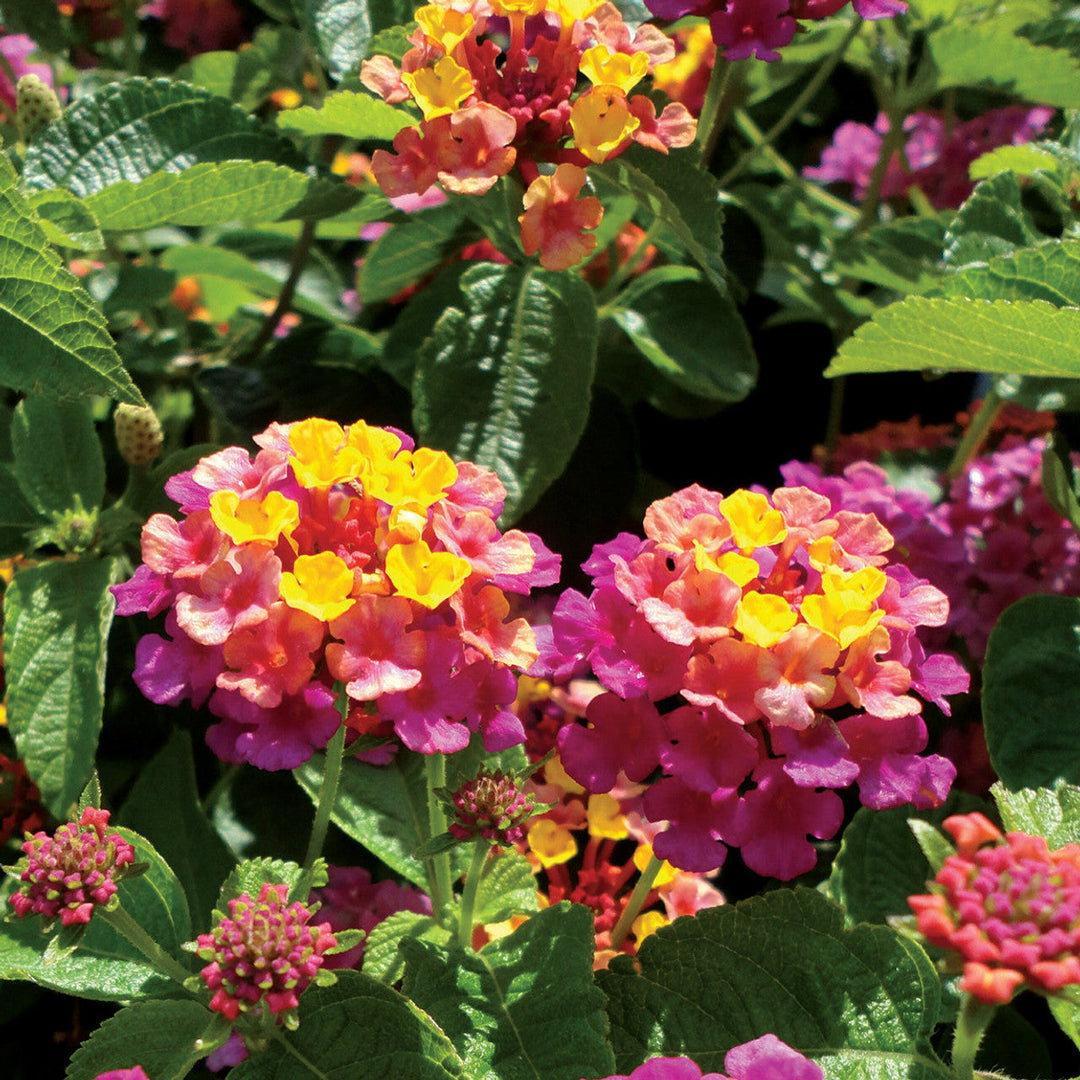 mixed rose flower seeds