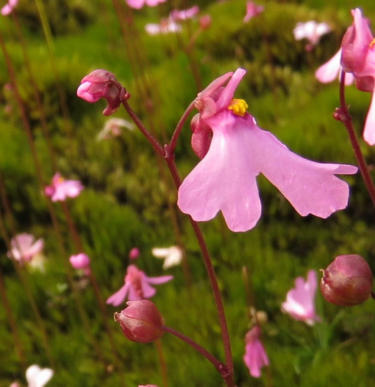 pink heirloom flower seeds