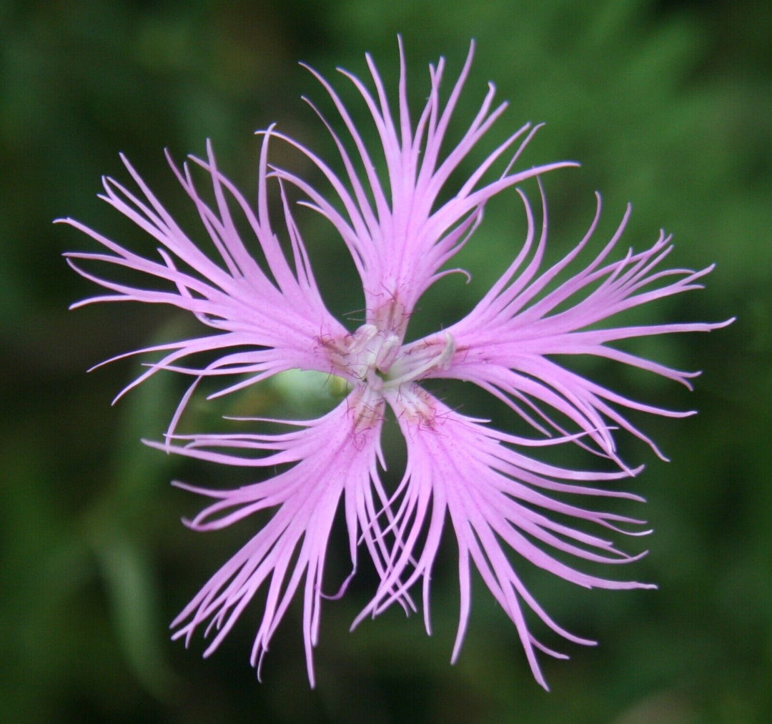 heirloom non flower seeds