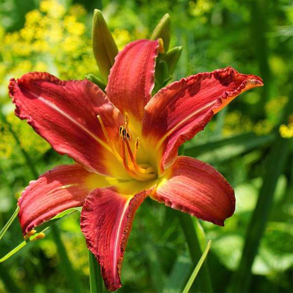 heirloom non flower seeds
