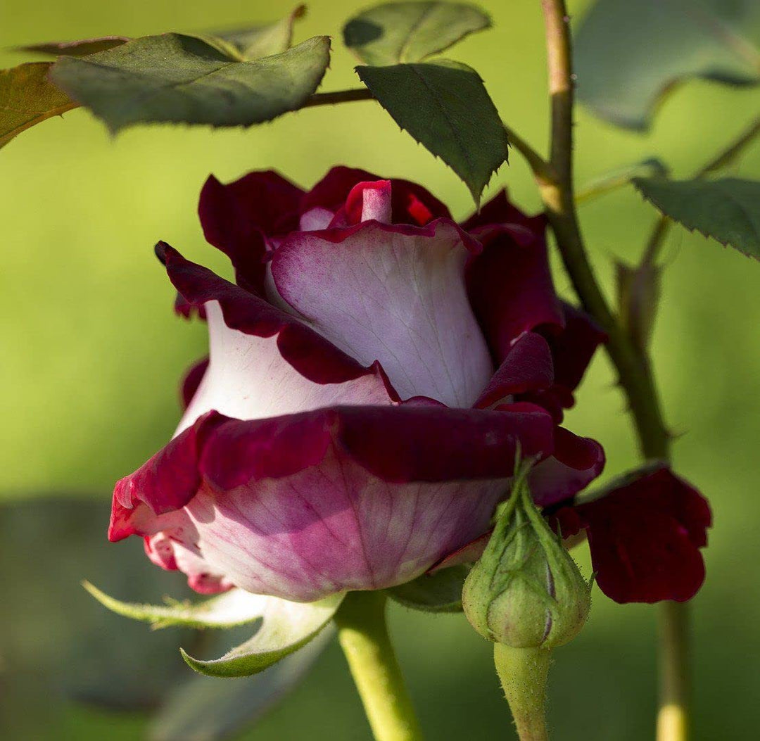 white marron flower seeds