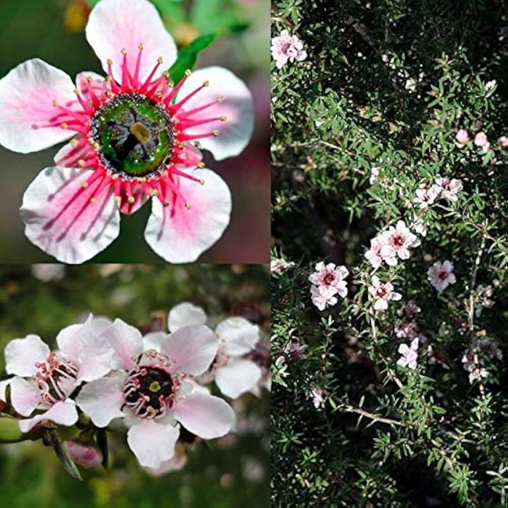 manuka flower flower seeds
