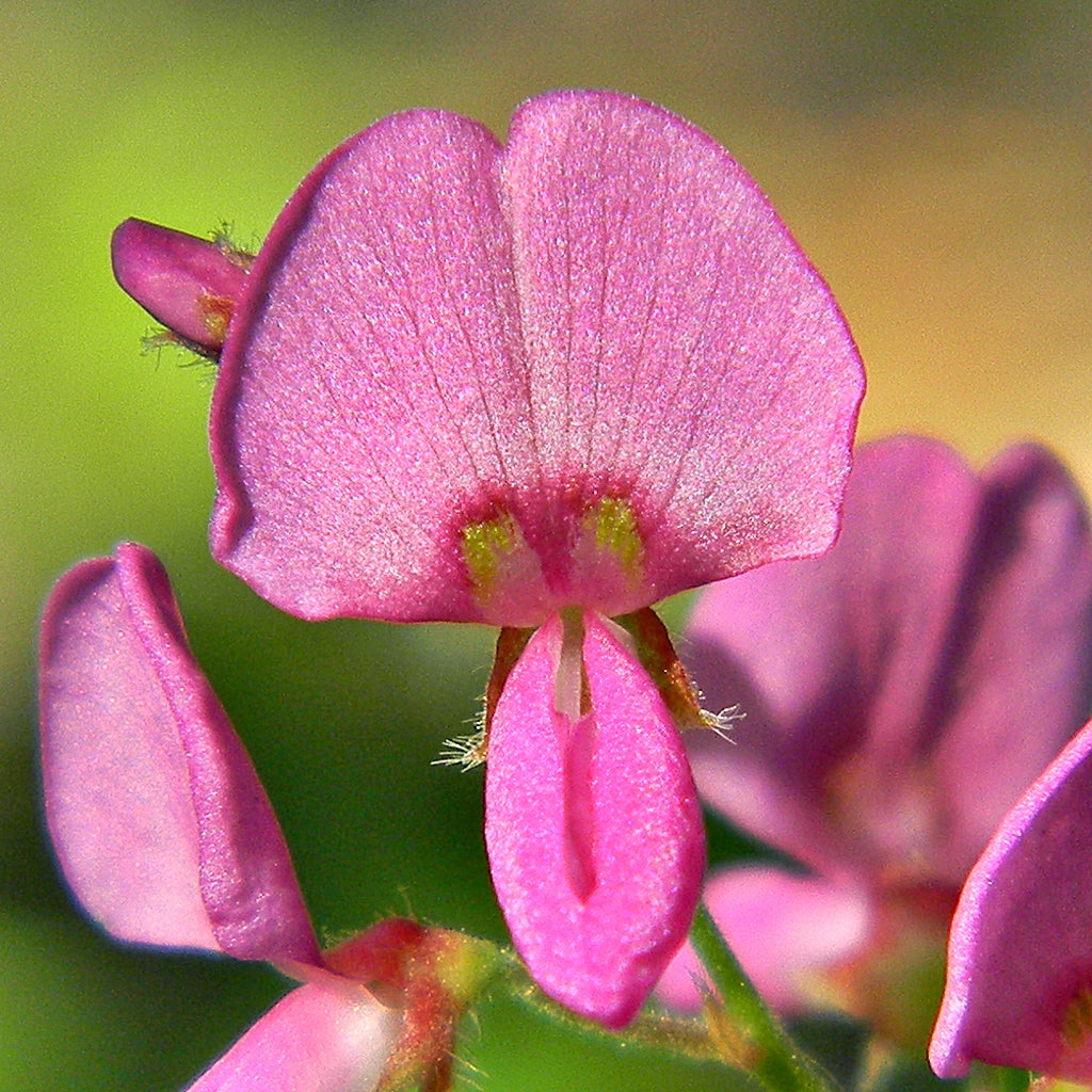 pink heirloom flower seeds