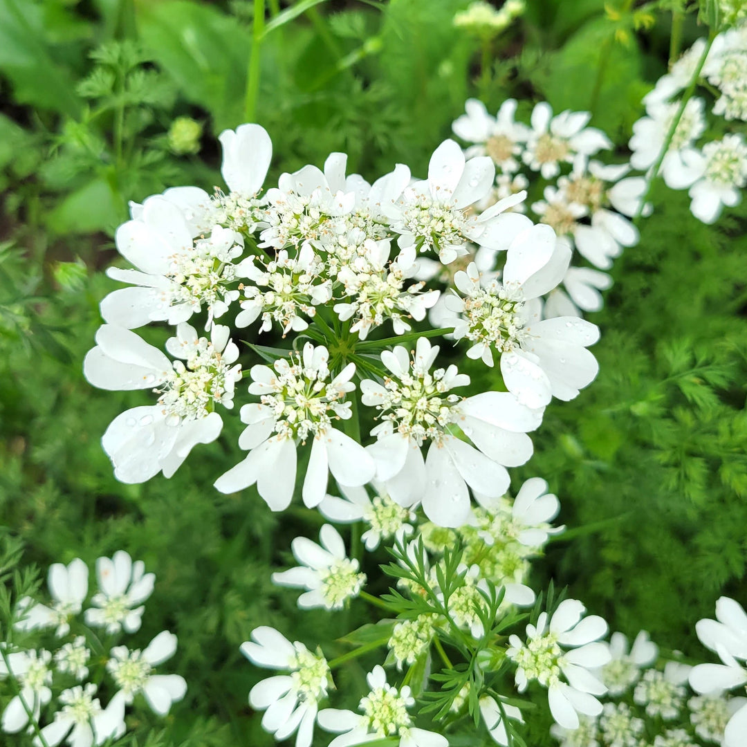 white organic flower seeds