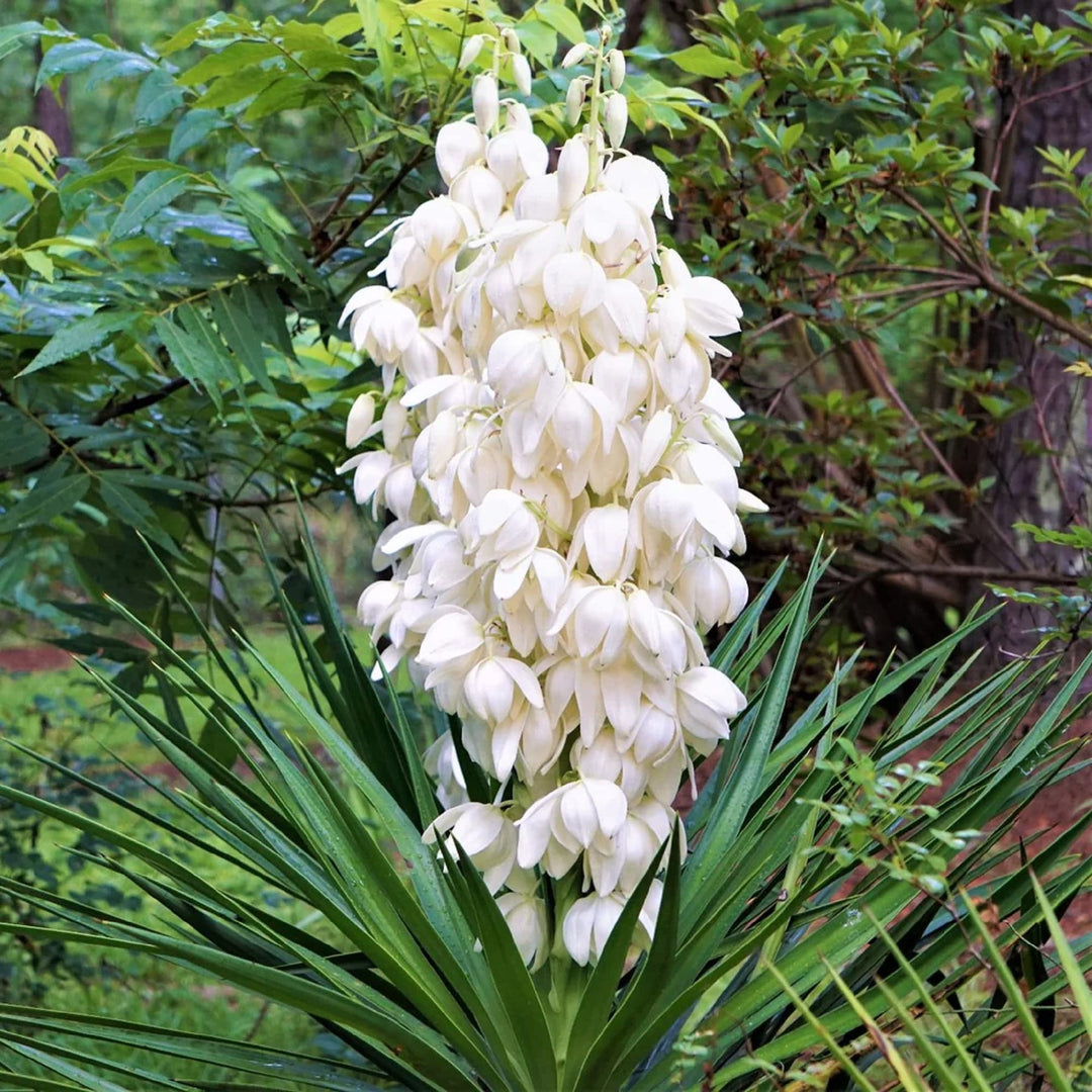 white heirloom flower seeds