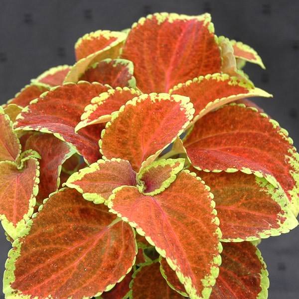 orange green flower seeds