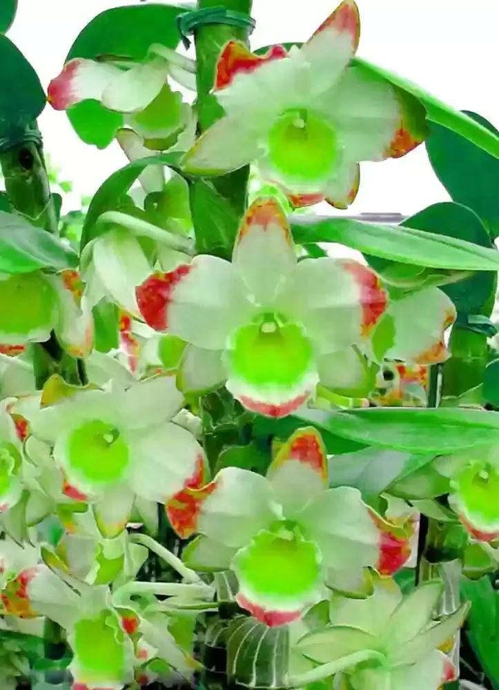 green phalaenopsis flower seeds